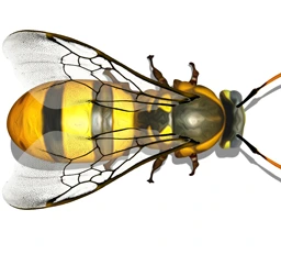 Detailed bee character artwork from Bug Art